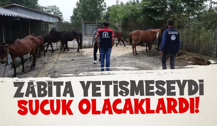 Kesime giden atları zabıta kurtardı