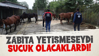 Kesime giden atları zabıta kurtardı