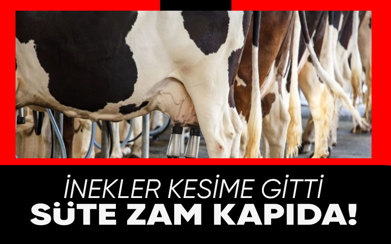 Kesime giden inek sayısı arttı; Süte zam yolda