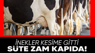 Kesime giden inek sayısı arttı; Süte zam yolda