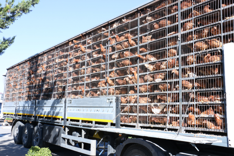 Kesime götürdüğü tavukları çalarken yakalandı