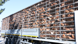 Kesime götürdüğü tavukları çalarken yakalandı