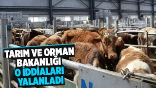 Kesimlik hayvan ithalatı iddialarına yalanlama