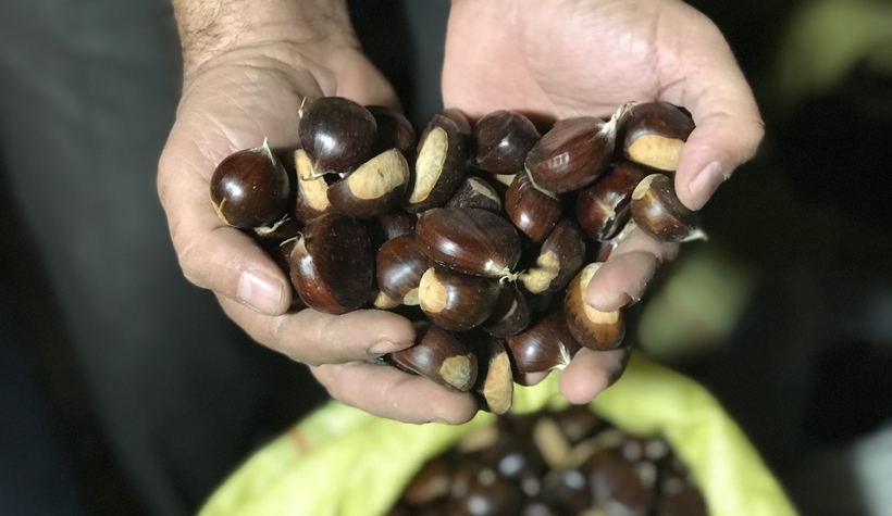 Kestane fiyatları el yakıyor