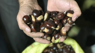 Kestane fiyatları el yakıyor