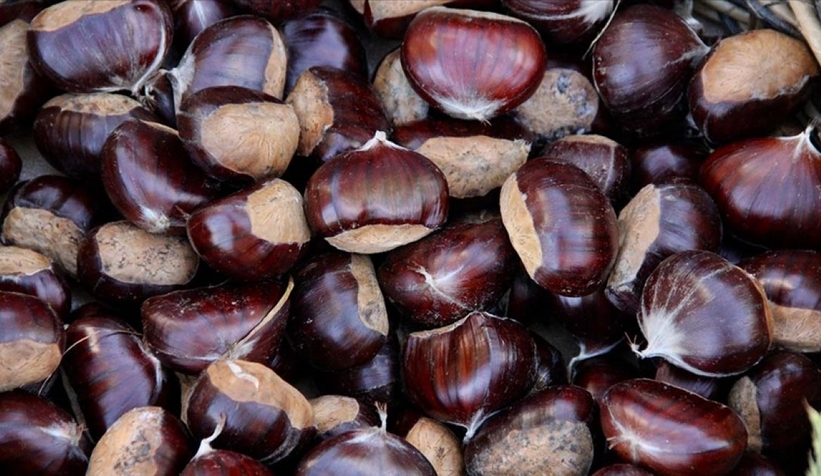 Kestane ihracatı iç piyasada fiyatları artırdı