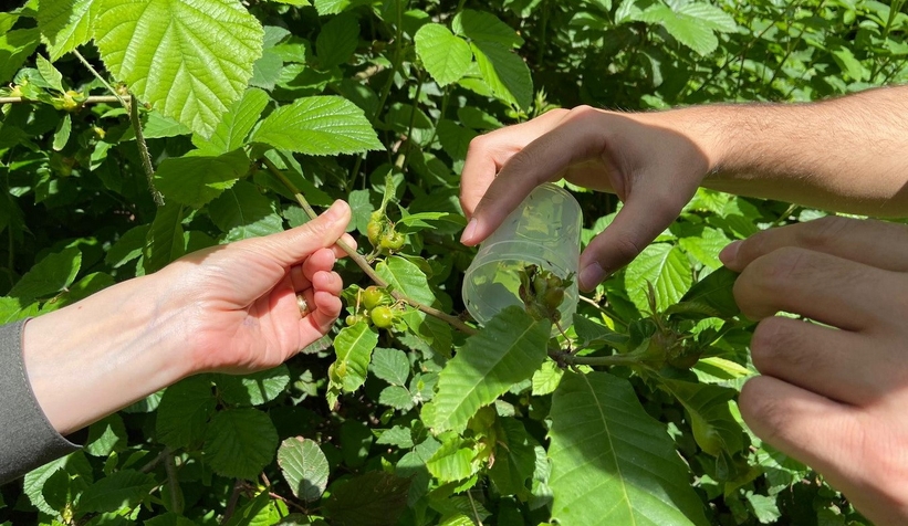 Kestane ormanlarına savaşçı böcekler bırakıldı