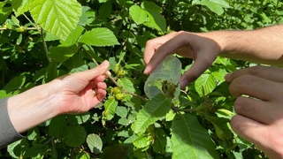 Kestane ormanlarına savaşçı böcekler bırakıldı