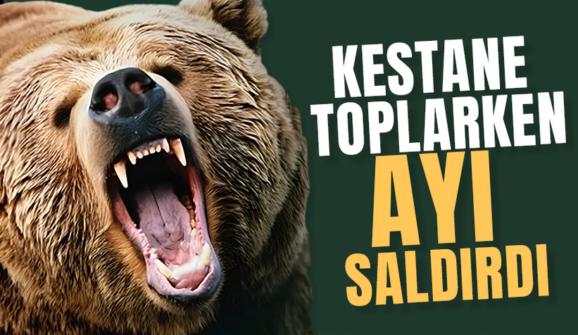 Kestane toplarken ayı saldırdı, hastanelik oldu