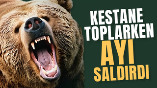 Kestane toplarken ayı saldırdı, hastanelik oldu
