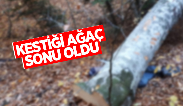 Kestiği ağaç sonu oldu