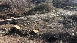 Kestiği ağaç sonu oldu