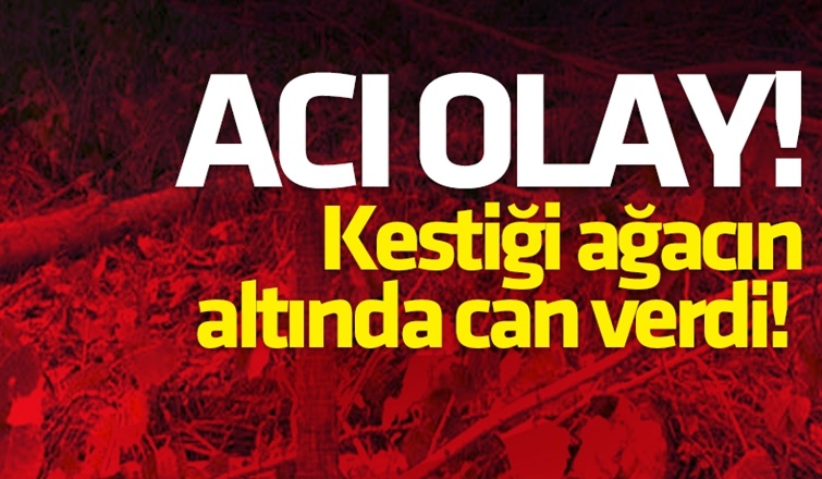 Kestiği ağacın altında can verdi