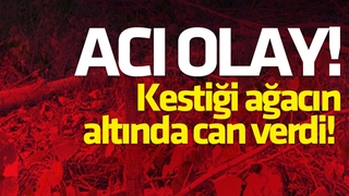 Kestiği ağacın altında can verdi