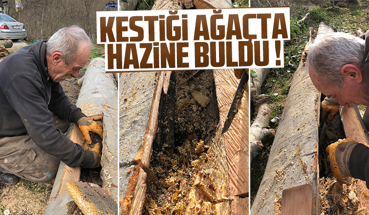 Kestiği ağaçta hazine buldu!