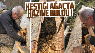 Kestiği ağaçta hazine buldu!