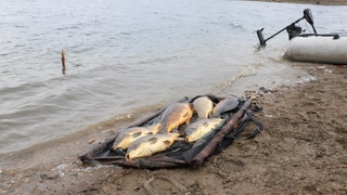 Kiloluk sazan balıkları kıyıya vurdu