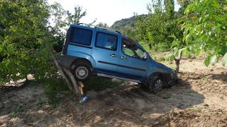 Kiraz bahçesine uçtu