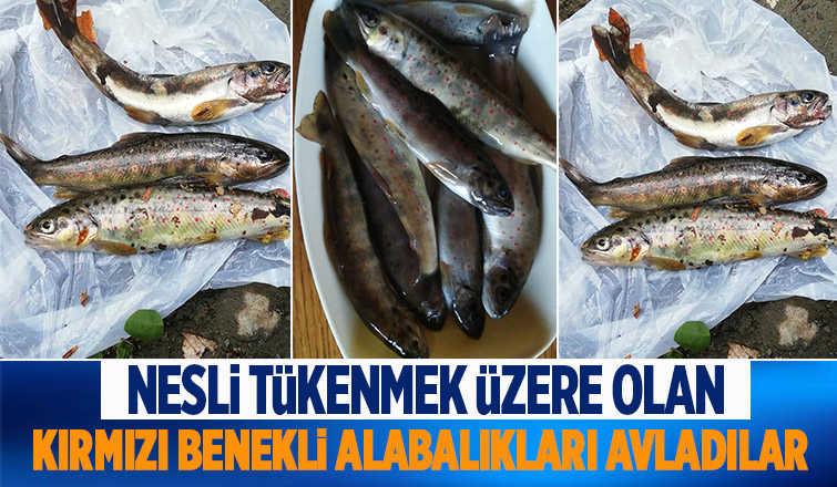 Kırmızı benekli alabalıkların avlanmasına tepki