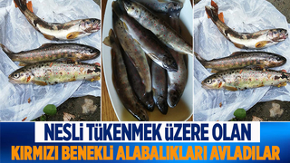 Kırmızı benekli alabalıkların avlanmasına tepki