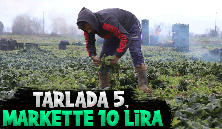 Kış aylarının vazgeçilmezi ıspanağın hasadı sürüyor