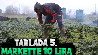 Kış aylarının vazgeçilmezi ıspanağın hasadı sürüyor