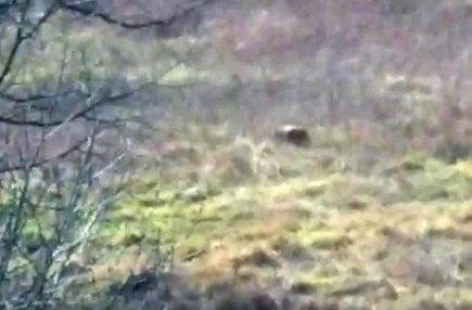 Kış uykusuna yatmayan ayı fındık bahçesinde görüntülendi