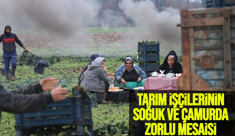 Kışın ortasında tarım işçilerinin zorlu mesaisi