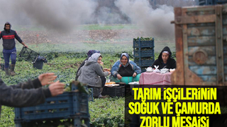 Kışın ortasında tarım işçilerinin zorlu mesaisi