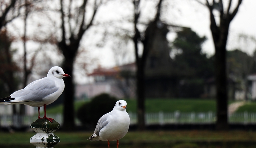 Kısıtlama gününde Sakarya’dan kartpostallık görüntüler