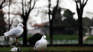 Kısıtlama gününde Sakarya’dan kartpostallık görüntüler