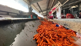 Kışlık havuç hasadı başladı
