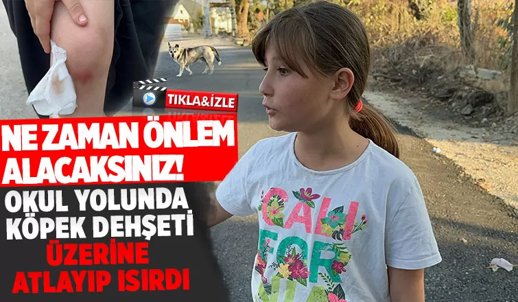 Kız çocuğuna okula giderken köpek saldırıp ısırdı
