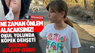 Kız çocuğuna okula giderken köpek saldırıp ısırdı