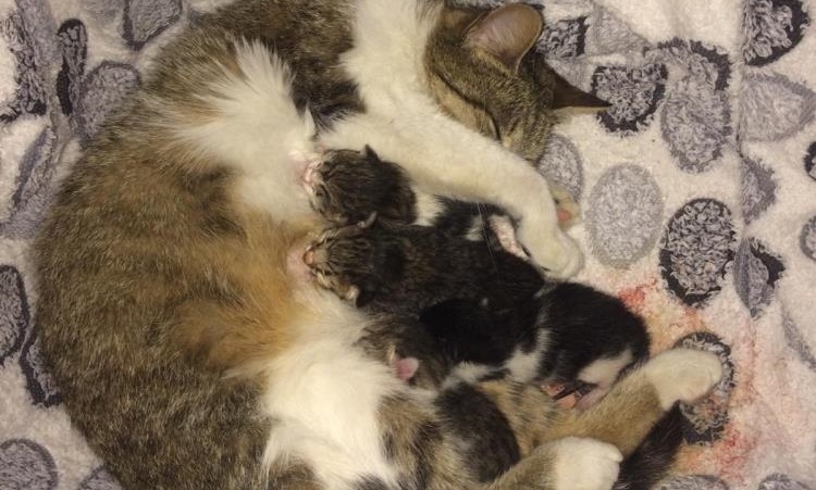 Kız çocuğunun dikkati anne kedinin hayatını kurtardı