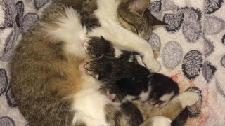 Kız çocuğunun dikkati anne kedinin hayatını kurtardı