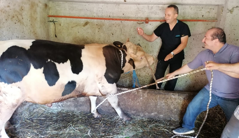 Kızgın boğa sakinleştirici yapılarak kesilebildi!