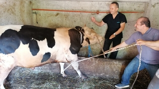 Kızgın boğa sakinleştirici yapılarak kesilebildi!