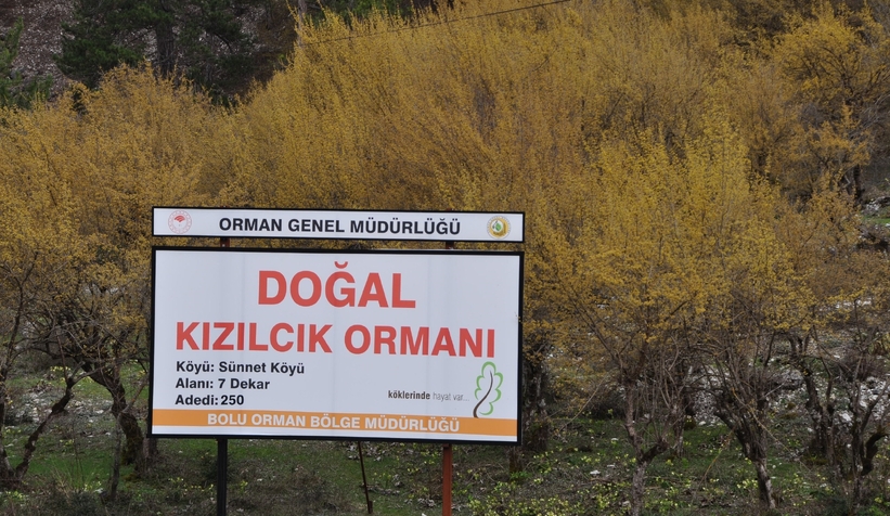 Kızılcık ağaçları sapsarı çiçek açtı