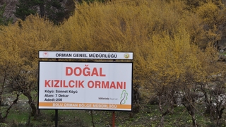 Kızılcık ağaçları sapsarı çiçek açtı