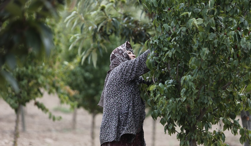 Kızılcıkta hasat zamanı
