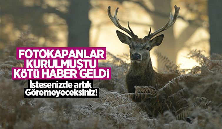 Kızılgeyik artık yok