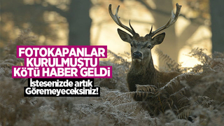 Kızılgeyik artık yok