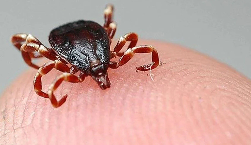 KKKA vakalarında korkutan artış!