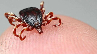 KKKA vakalarında korkutan artış!