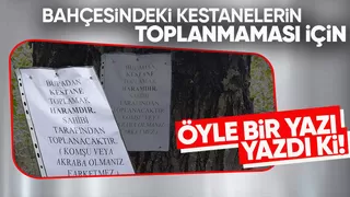 Kocaali'de kestane krizi: Sahibi ağaca Haram yazısı astı