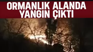 Kocaali'de orman yangını