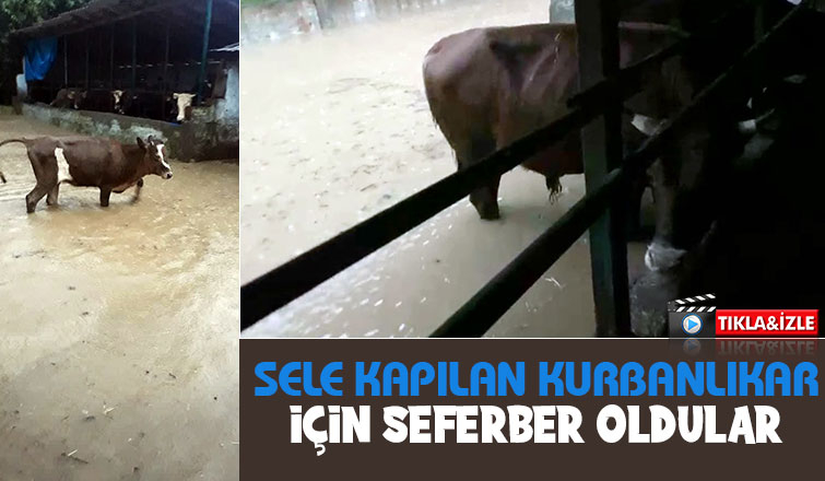 Kocaali'de sel kurbanlıkları da vurdu