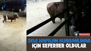 Kocaali'de sel kurbanlıkları da vurdu