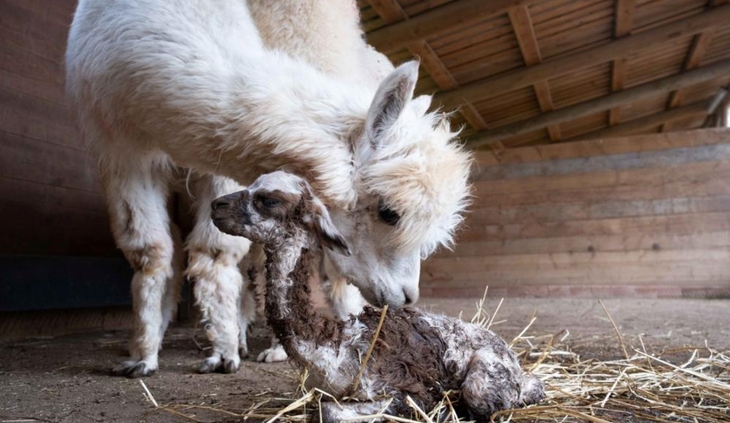 Kocaeli doğal yaşam parkında dünyaya merhaba dedi